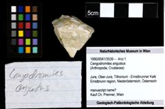 Foto (Objekt + Etiketten) von Cengodromites angustus 